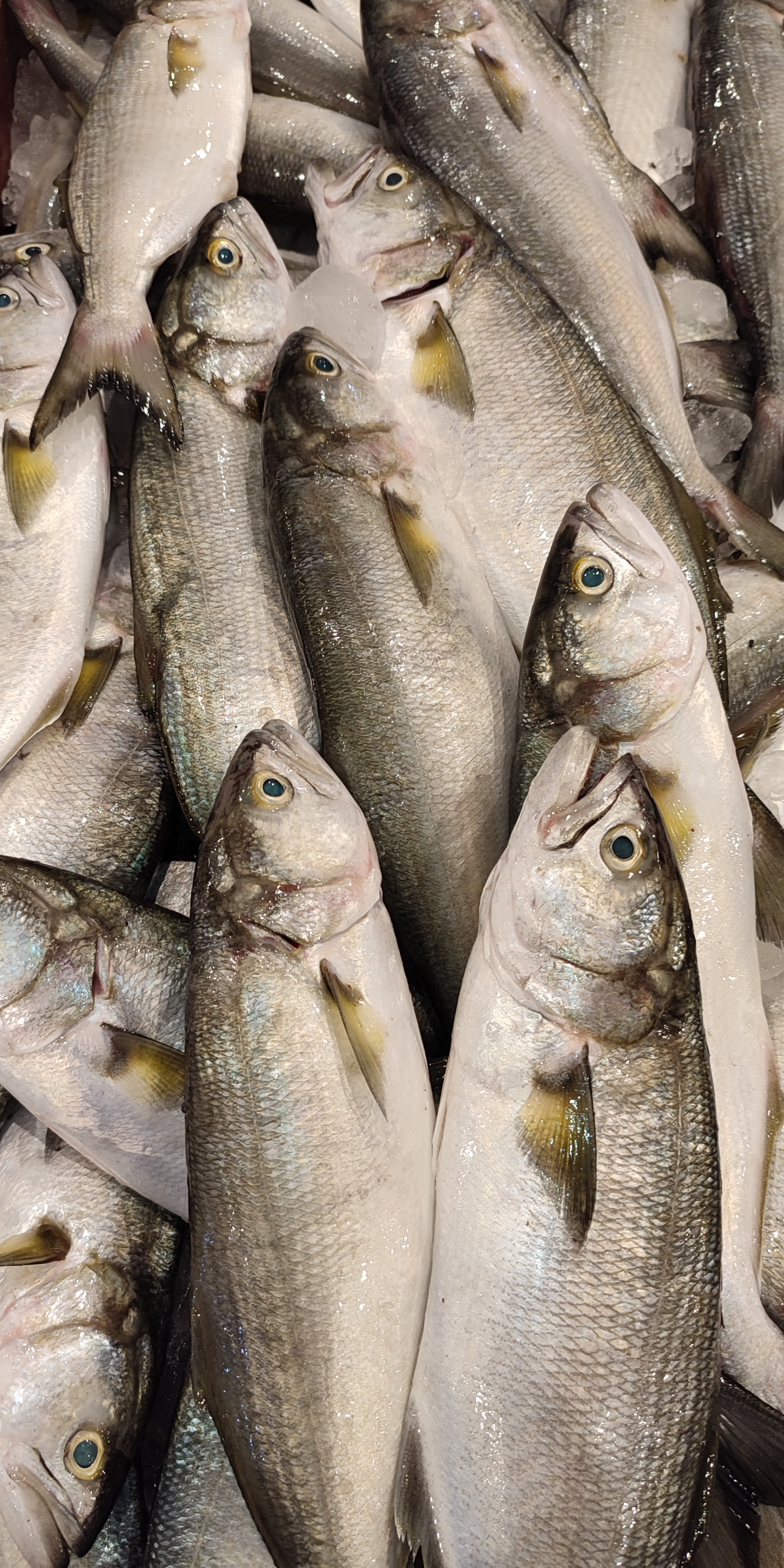 Blue Fish - مياس